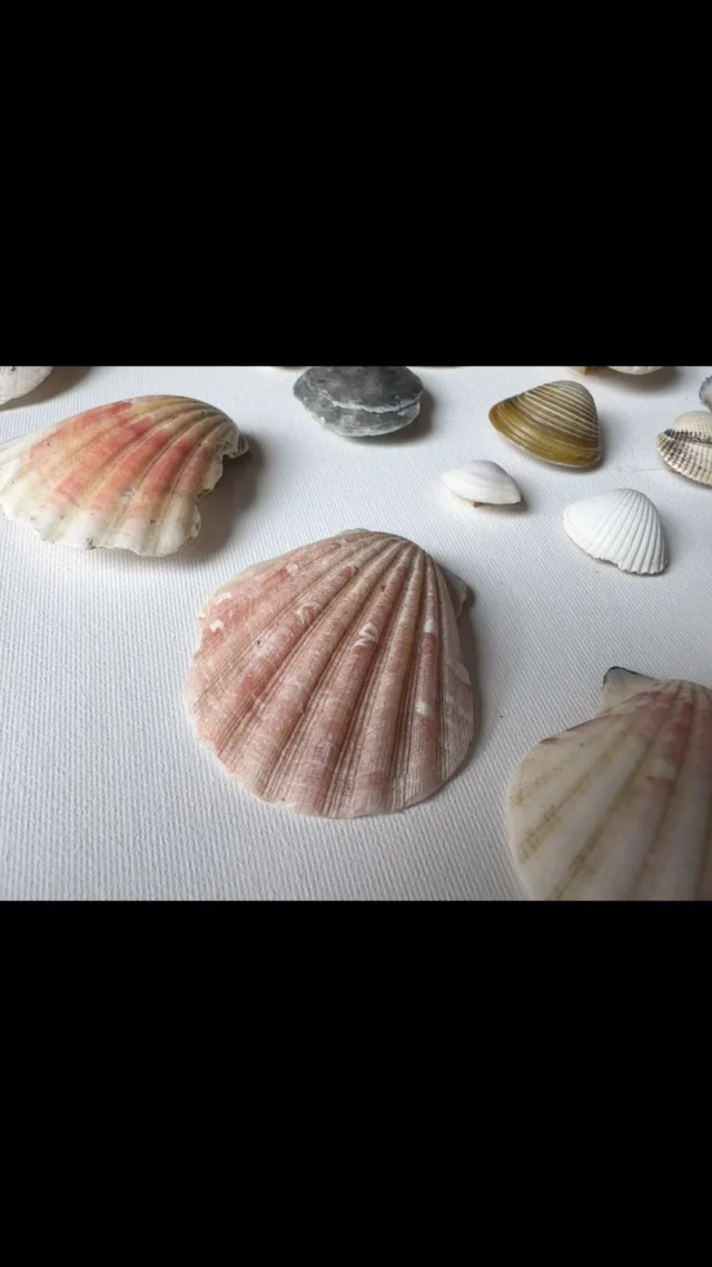 Been saving up some seashells for shomethin’ shpecial #seashellarts #lovehearts #wildrlives