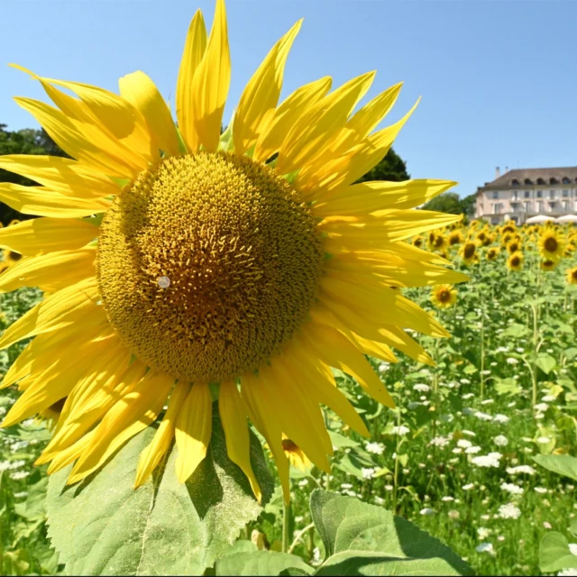 Missing the sunshine on these foggy days where the vibrants reds and golds of autumn are crushed by the soft mysterious light. Yes these are cultivated sunflowers but still inspire #wildrlives with their radiant energy #autumnvibes #summervibes #sunflowers🌻 #naturewalk @nature.for.all @chateaudeprangins @mynyontourisme