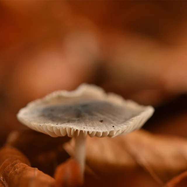 (Obvious) top tip: never wear street clothes in the forest trying out new macro gear like the awesome @cygnustech diffuser on your lunch break attempting #macromushroomphotography. #longwaytogo #journeyisthedestination #boisdechenes @mynyontourisme @nature.for.all #wildrlives #nikon105mm #nikonz7ii #nikonsb910