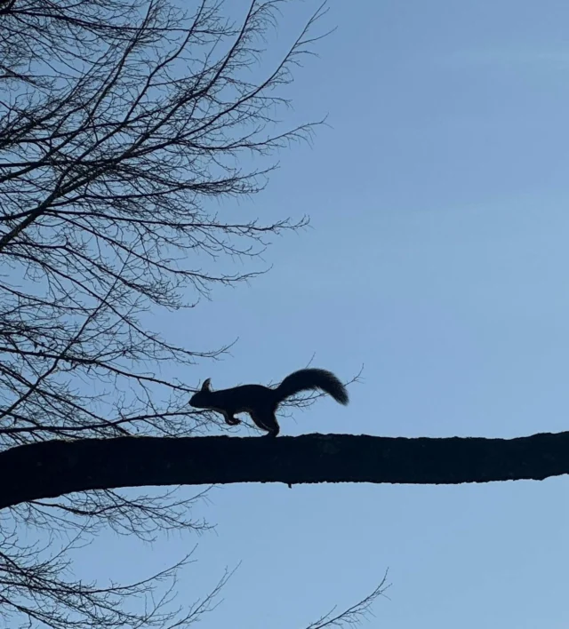 Maybe I’m not the only one with a spring in my step this fine crisp sunny morning 🐿️☀️ #natureforall #redsquirrel #springtime